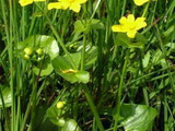 Knieć błotna (Caltha palustris)