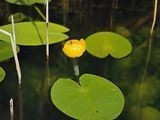 Grążel żółty (Nuphar luteum)